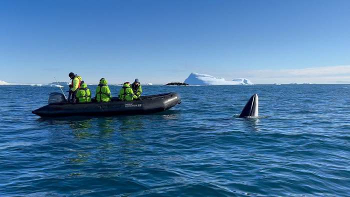 Atlas Ocean Voyages Antarctica Zodiac Whale Breaching 1 ©Atlas Ocean Voyages.jpg